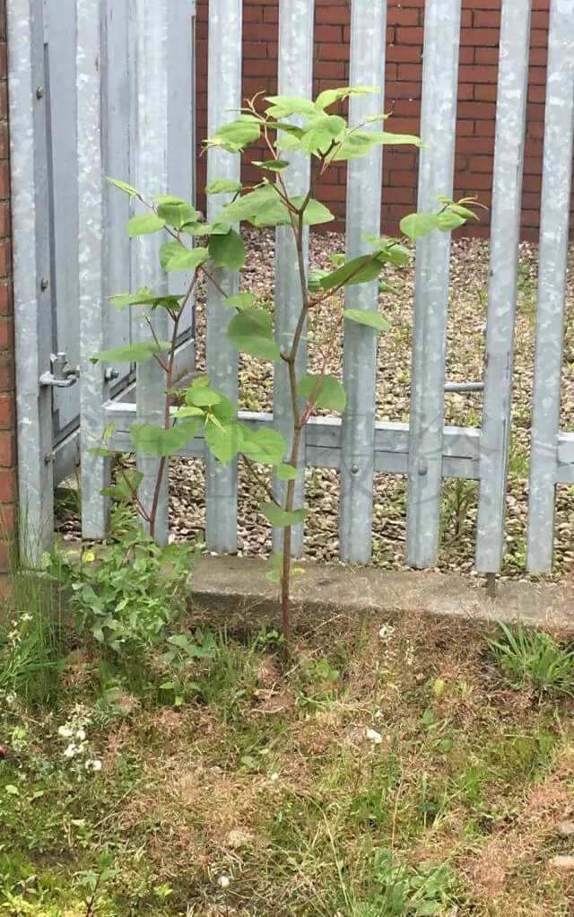 日本虎杖(Japanese Knotweed)